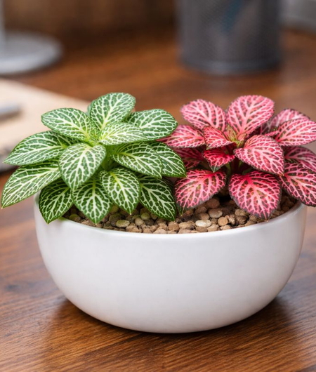 Top 9 Cây May Mắn đẹp nhất để bàn, trang trí & phong thủy