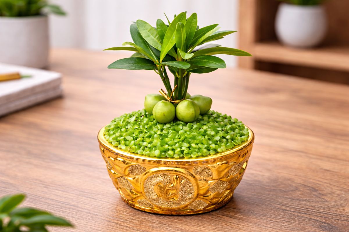Mini bonsai Cây May Mắn Tài Lộc phong cách hiện đại, phù hợp làm quà tặng khai trương hoặc mừng thăng chức.